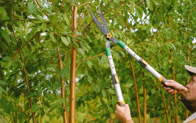 Tree trimming in Gates, TN