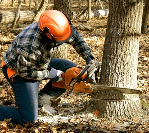 Tree Removal in Gates, TN